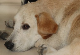 食品原料小百科：小狗會不會得關(guān)節(jié)炎？