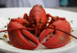 化妝品原料小百科：蝦青素的來源你知道嗎？