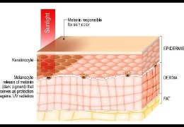 哪種膚色最容易曬黑？(上)